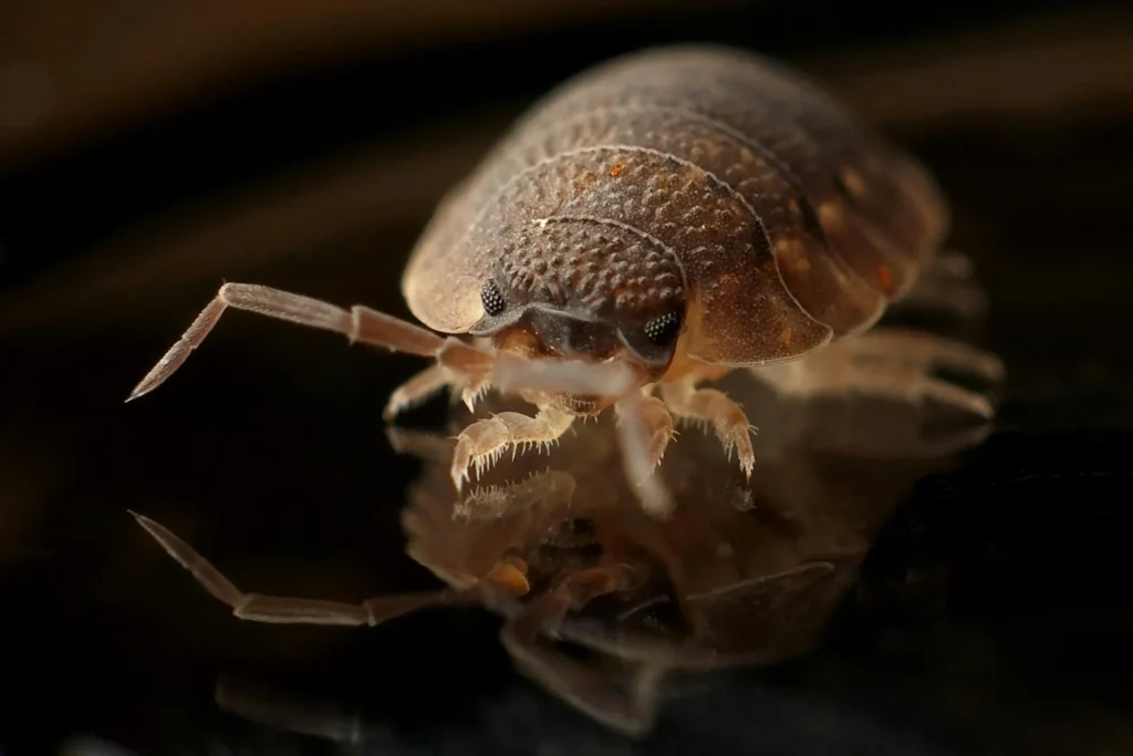 Bed-Bug-Treatment - Mount Laurel Pest Control Pros | Mount Laurel, NJ